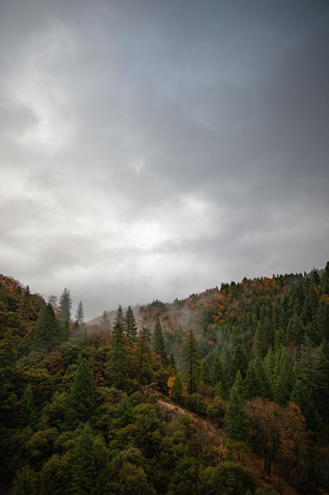 bomen onder een grijze lucht foto