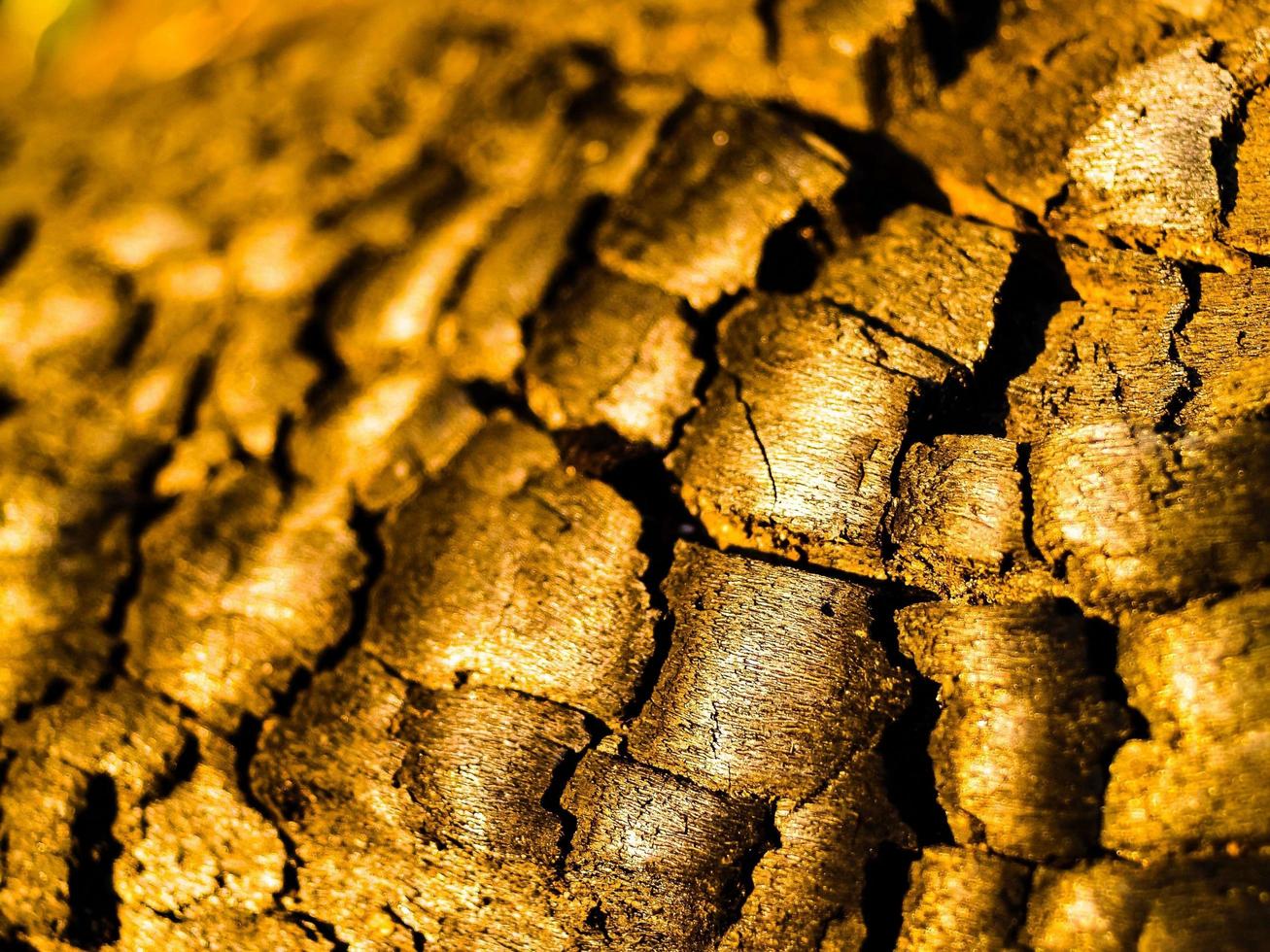 getextureerde boomschors foto