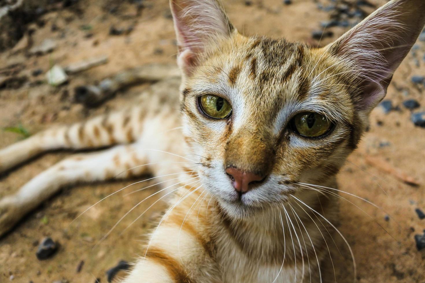 jonge zwerfkat foto