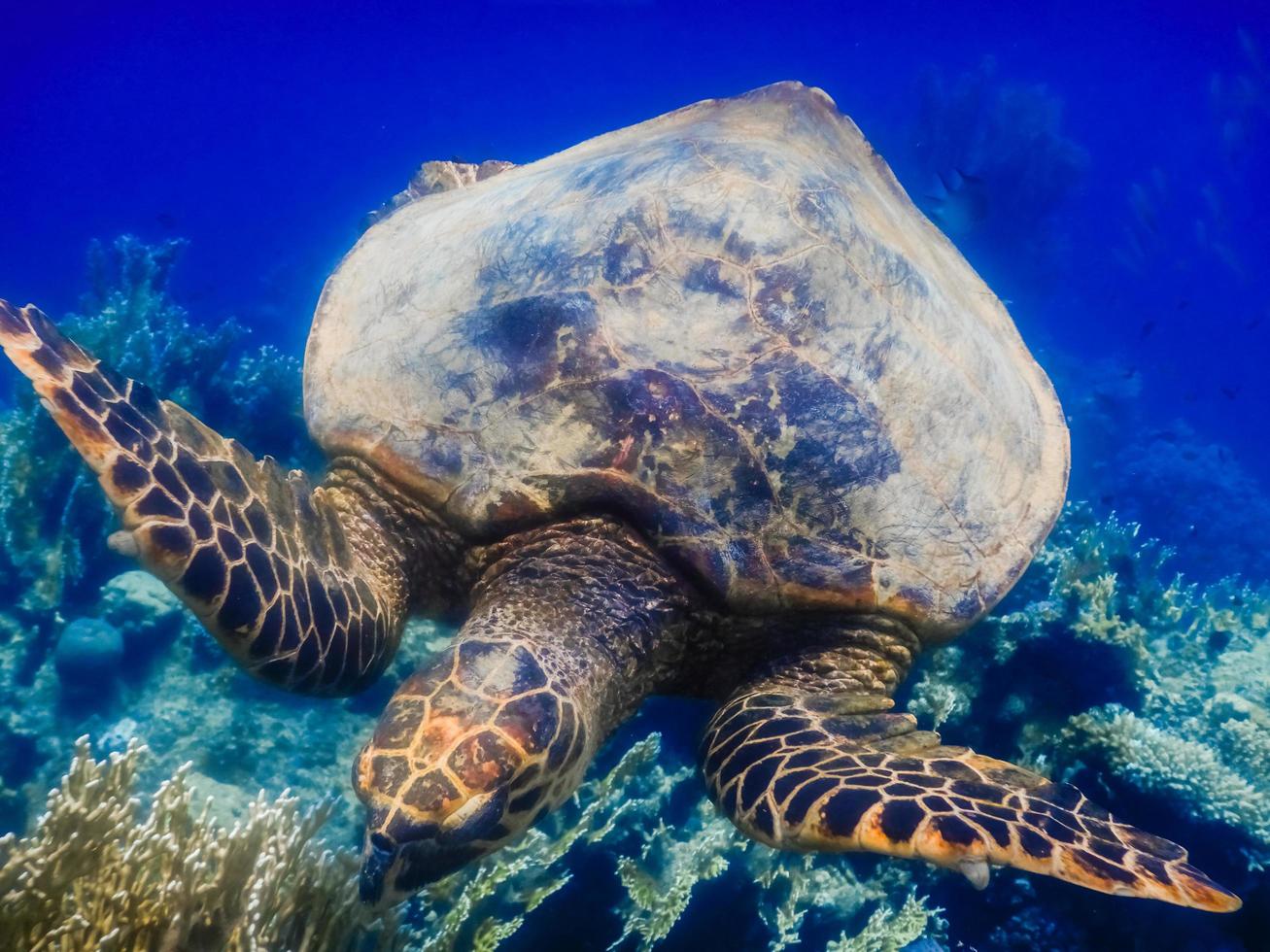 groen zee schildpad eet over- koralen en diep blauw water foto