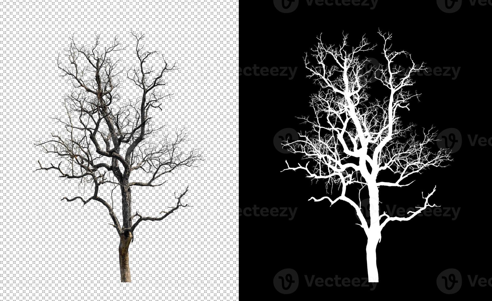 dood boom Aan transparant afbeelding achtergrond met knipsel pad, single boom met knipsel pad en alpha kanaal Aan zwart achtergrond foto