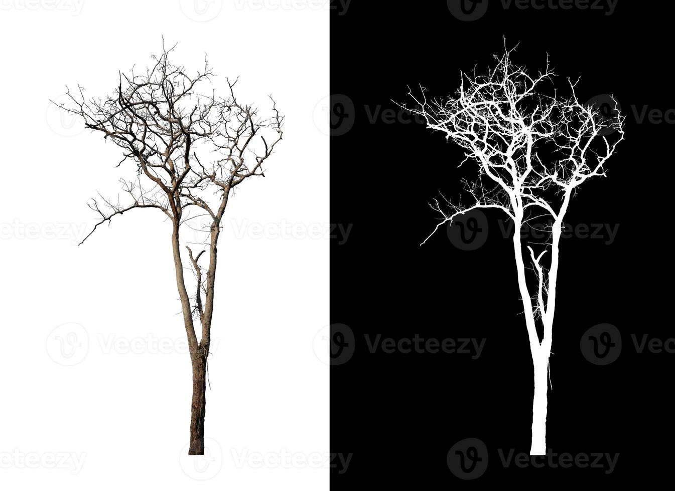 dood boom Aan wit afbeelding achtergrond met knipsel pad, single boom met knipsel pad en alpha kanaal Aan zwart achtergrond foto