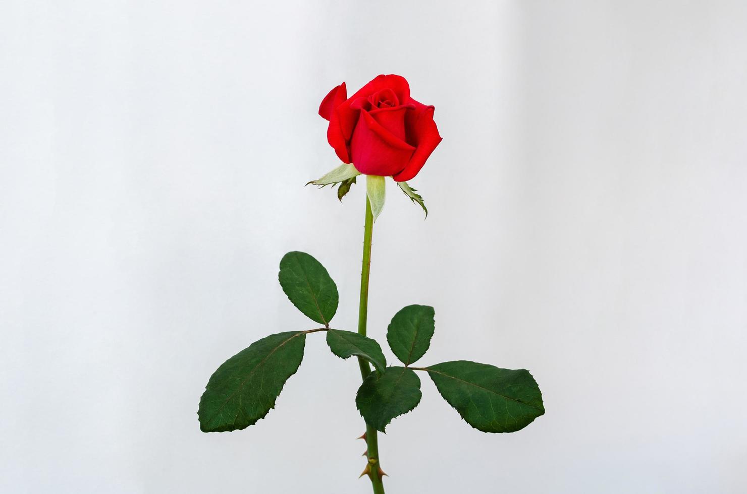 rood bloeiend roos bloem met stengel en bladeren Aan wit papier achtergrond. foto