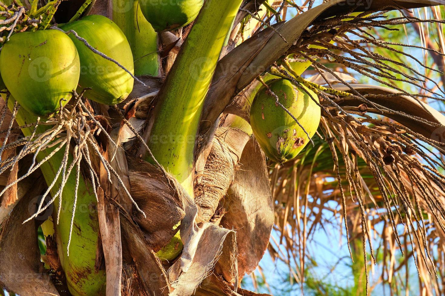 meipan kokosnoot palm boom met vroeg Florida zonlicht in pompano strand foto