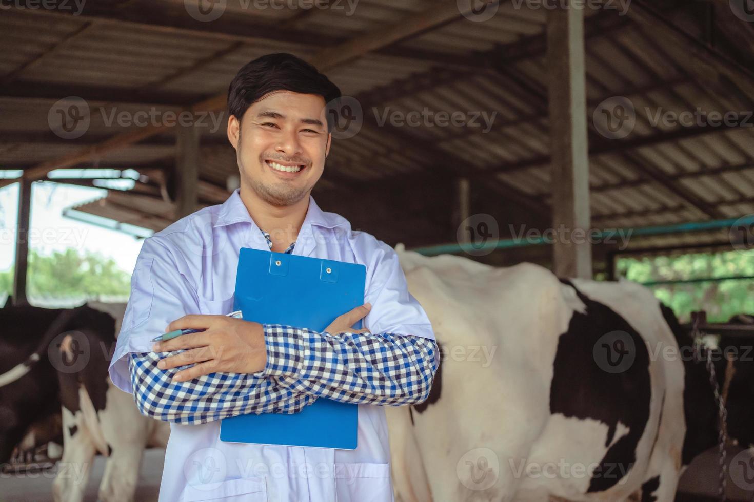 lachende en gelukkige dierenarts op het melkveebedrijf. landbouwindustrie, landbouw en veeteeltconcept, koe op melkveebedrijf die hooi eet. foto