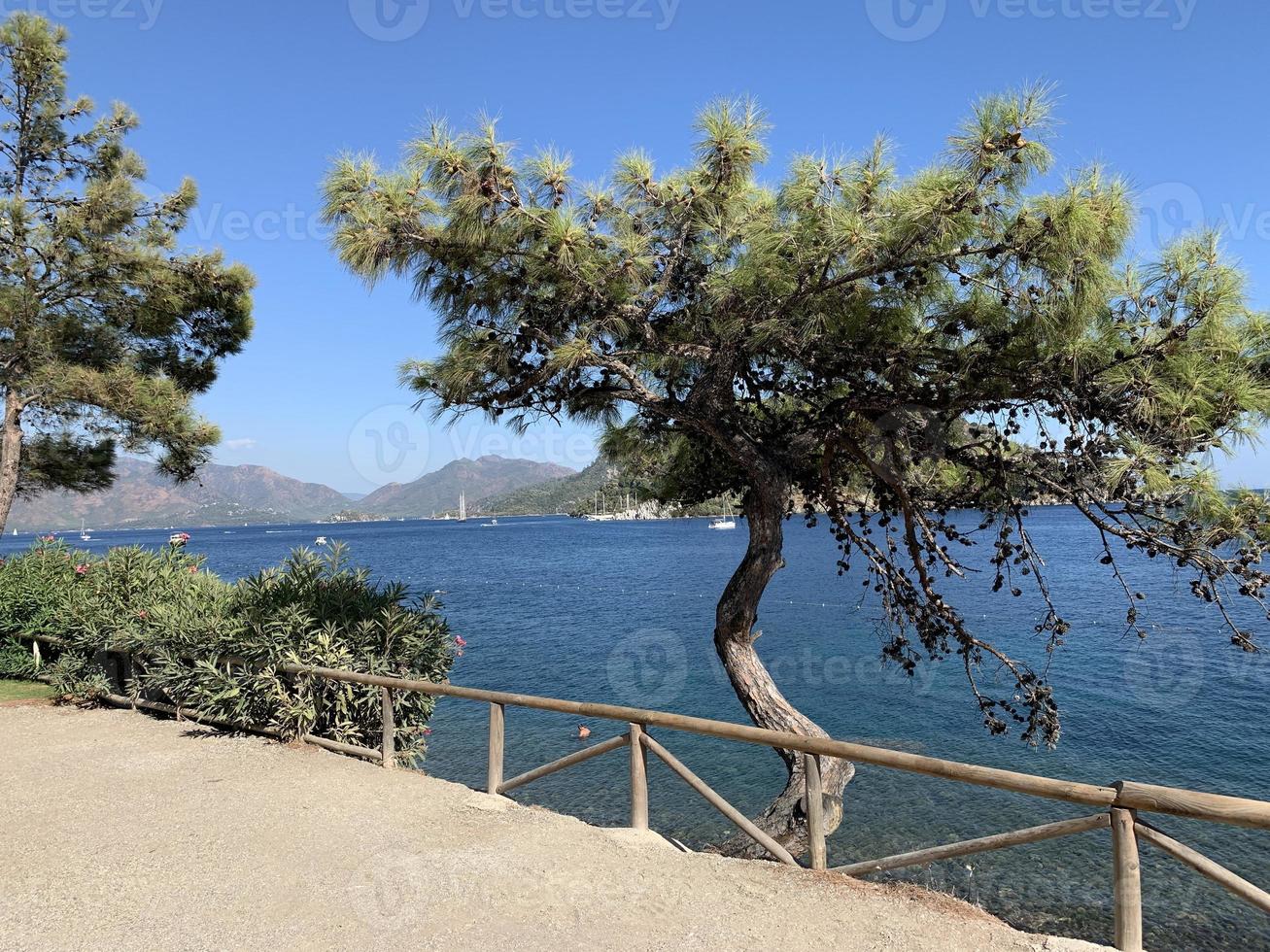 boom groeit uit van de steen. kleurrijk landschap met boom met groen bladeren, blauw zee, bergen en lucht met. zomer reizen in turkije. natuur achtergrond, behang. foto