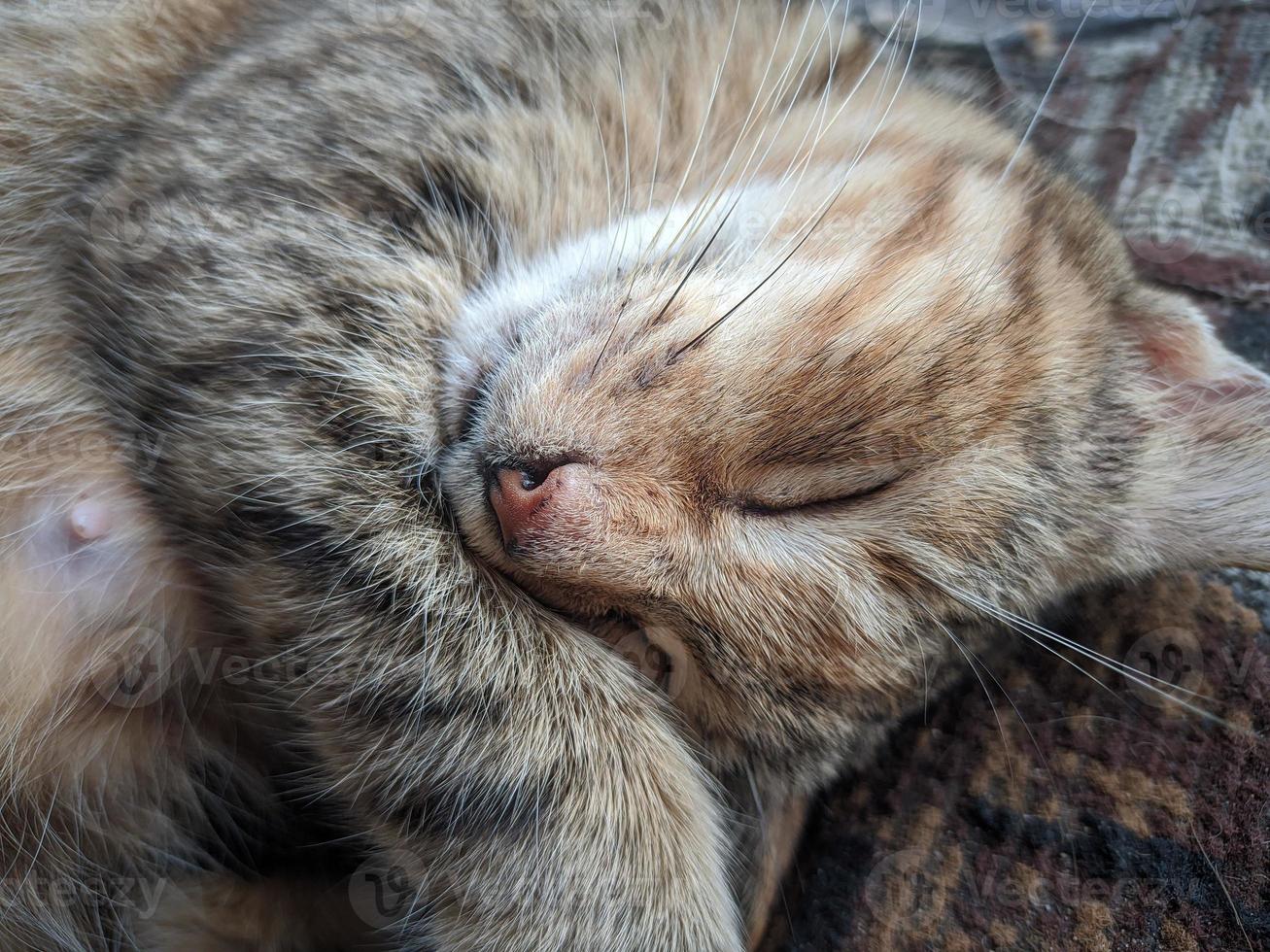 dichtbij omhoog van kat nemen een dutje foto