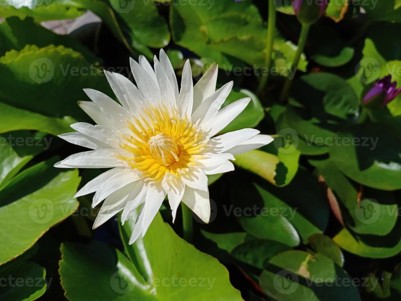 wit Egyptische lotus bloemen voor aanbidden Boeddha of versieren uw tuin, kantoor foto