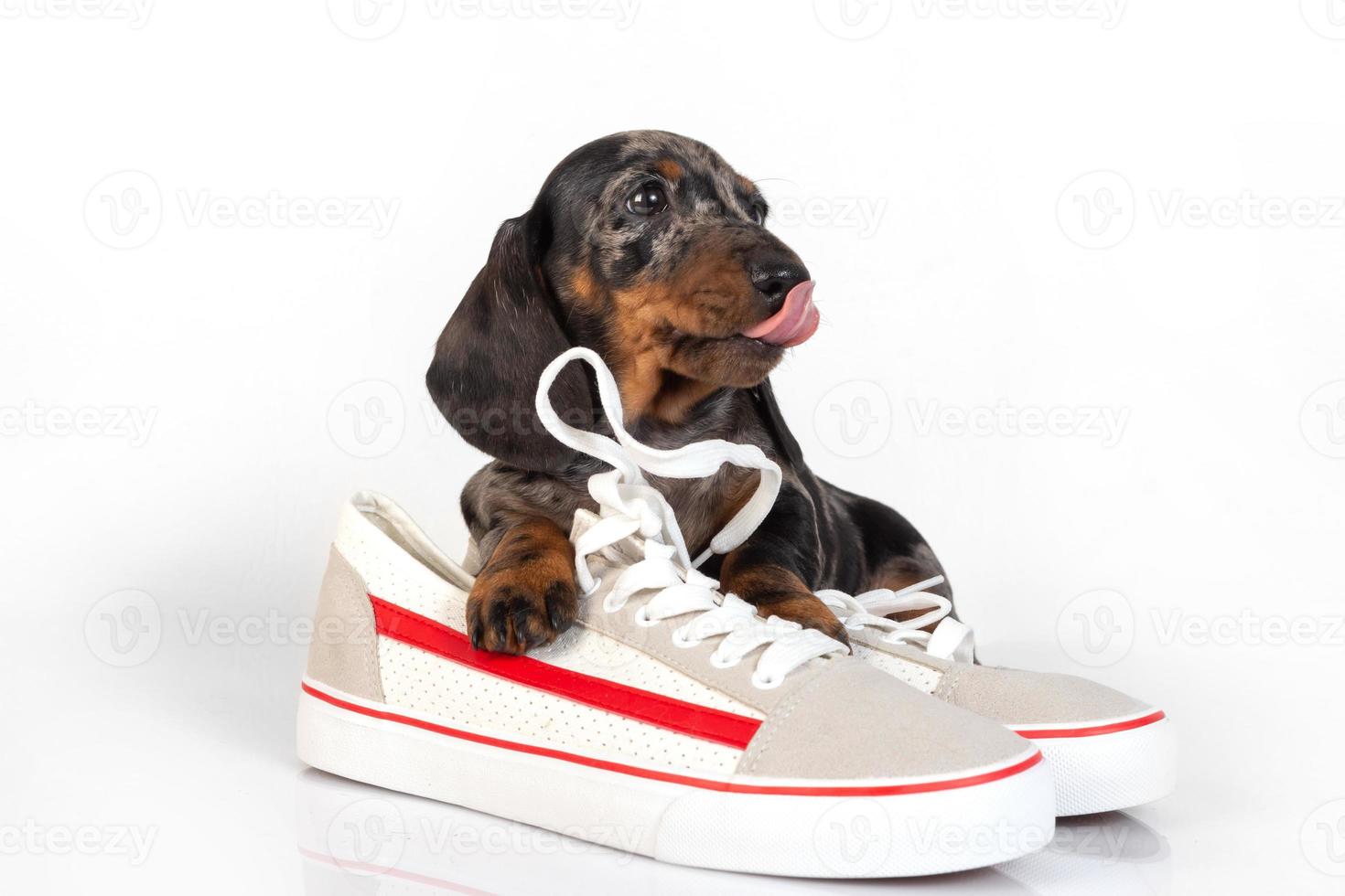 weinig teckel puppy met schoenen aan het liegen Aan een wit studio achtergrond foto