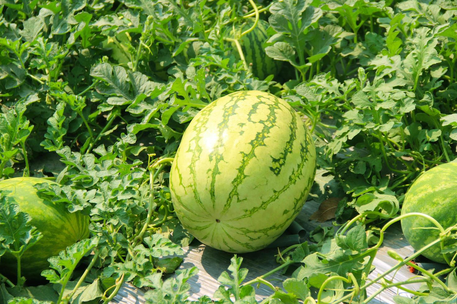 groen watermeloen groeit in de tuin. en heeft groen bladeren net zo achtergrond in de concept van vers fruit. foto