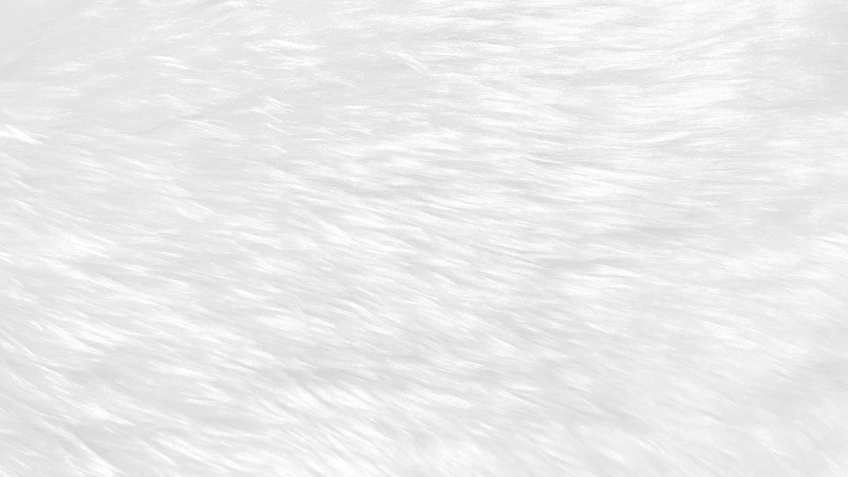 wit schoon wol structuur achtergrond. licht natuurlijk schapen wol. wit naadloos katoen. structuur van pluizig vacht voor ontwerpers. detailopname fragment wit wol tapijt. foto