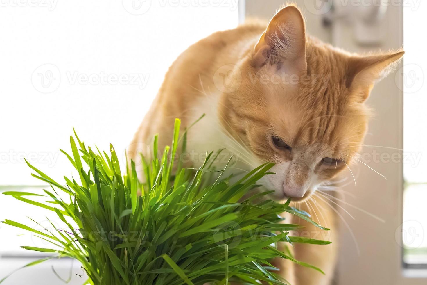 een rood kat eet groen gras groen sappig gras voor katten, gekiemd haver zijn nuttig voor katten. foto