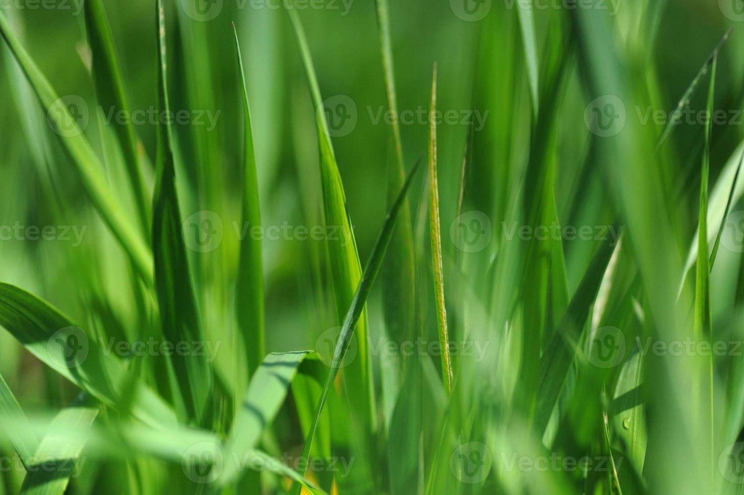 frisse zomer gras foto