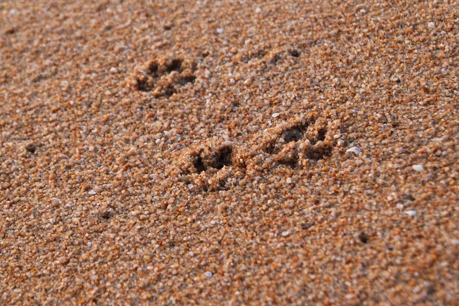 reizen naar eiland phuket, Thailand. de voetafdrukken van hond Aan de zand strand. foto