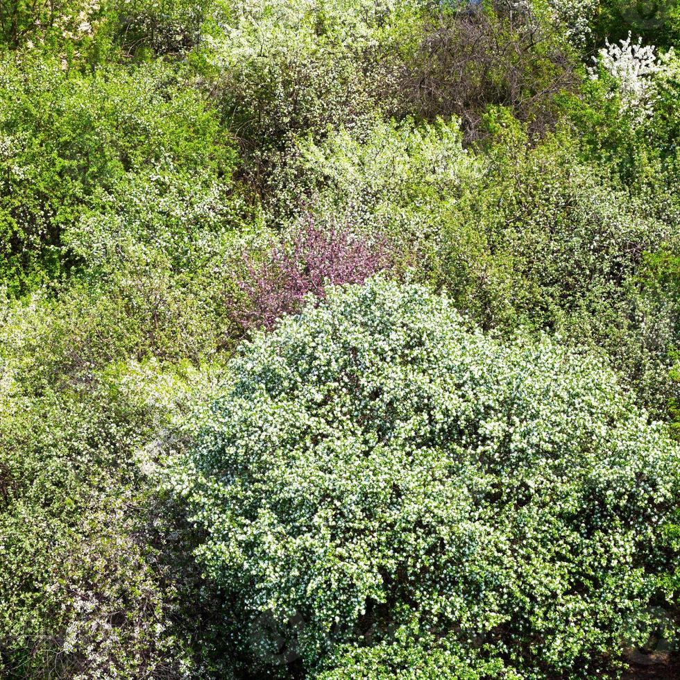 bloeiend kers en appel boomgaard foto