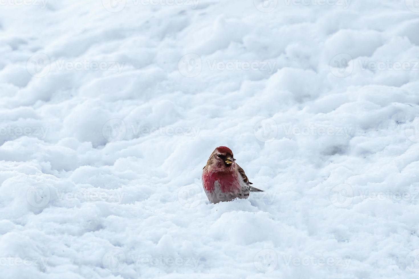 klein vogel gemeenschappelijk barmsijs of acanthis flammea zit Aan sneeuw en eet zaden. foto