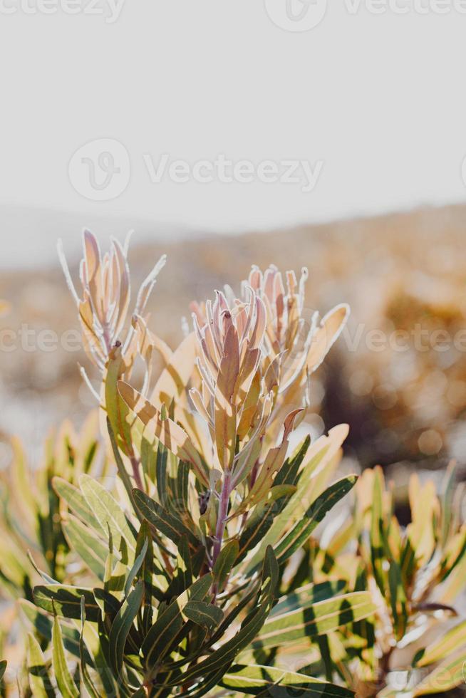 Zuid-Afrikaans fynbos foto