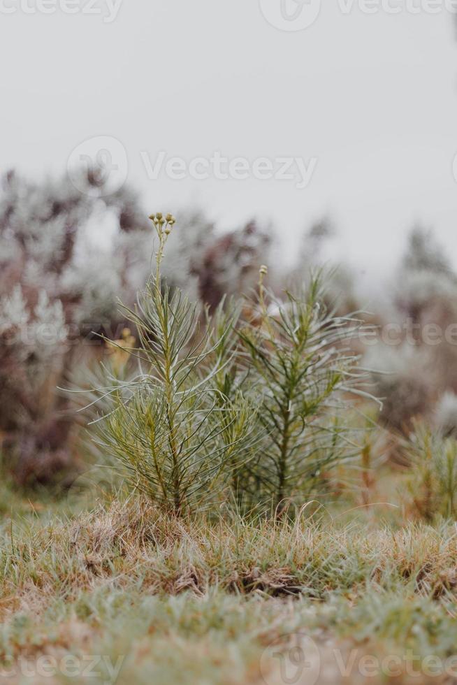 Zuid-Afrikaans fynbos foto