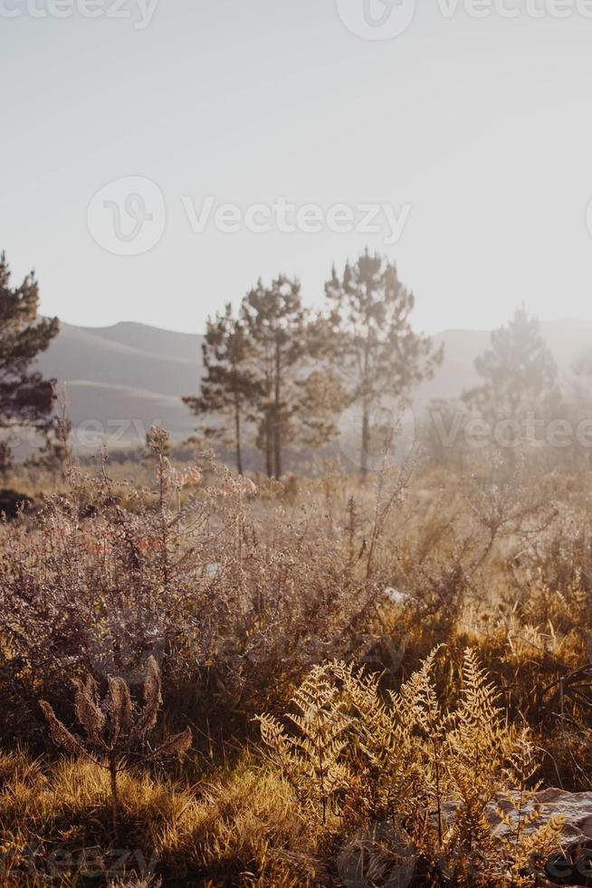 Zuid-Afrikaans fynbos foto