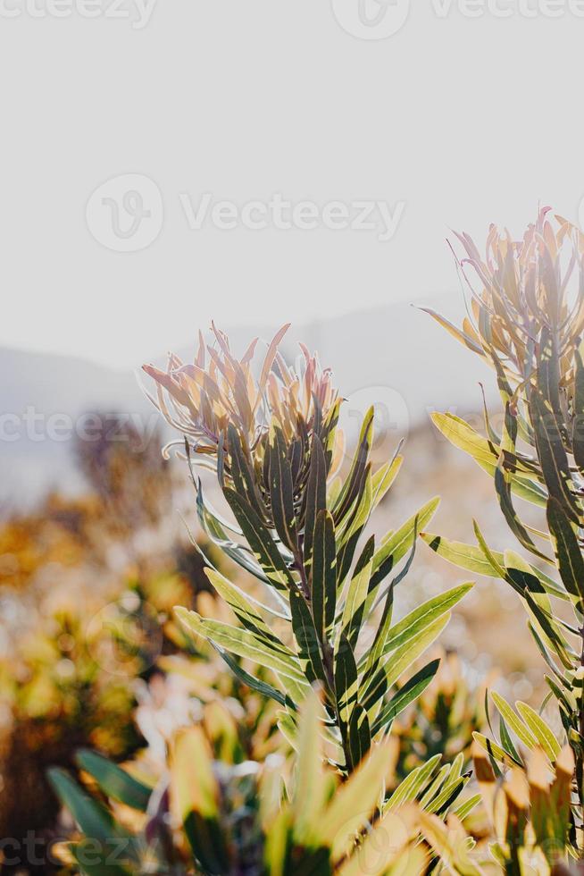 Zuid-Afrikaans fynbos foto