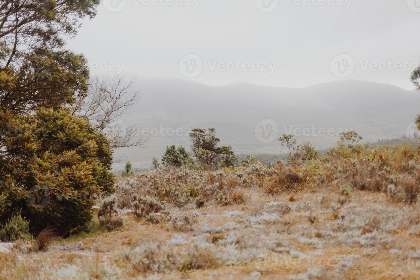 Zuid-Afrikaans fynbos foto