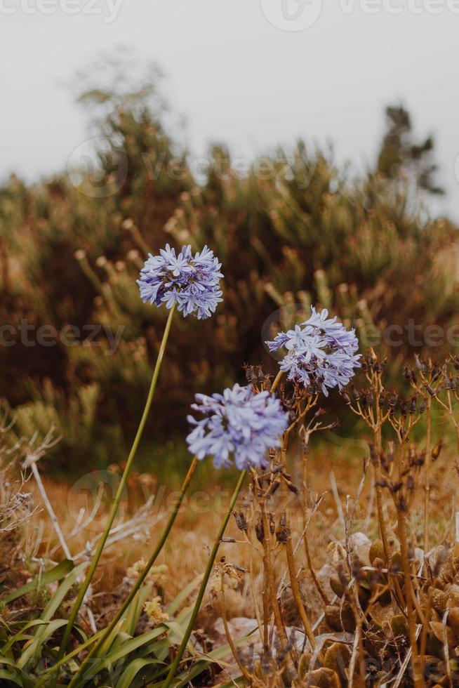 Zuid-Afrikaans fynbos foto