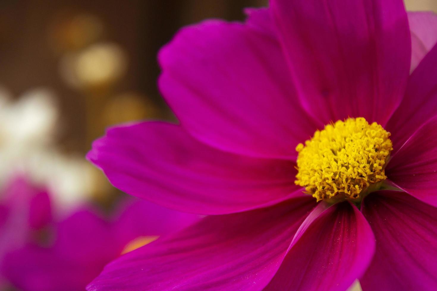 helder roze vallen bloem detailopname - blauw zefier foto