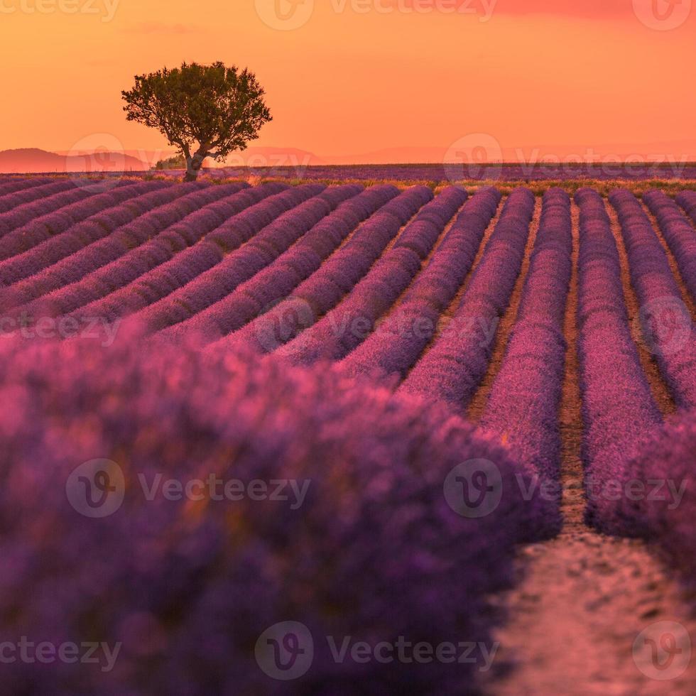 lavendel veld- in Provence, Frankrijk. bloeiend paars geurig lavendel bloemen met zon stralen met warm zonsondergang lucht. voorjaar zomer mooi natuur bloemen, idyllisch landschap. geweldig landschap foto