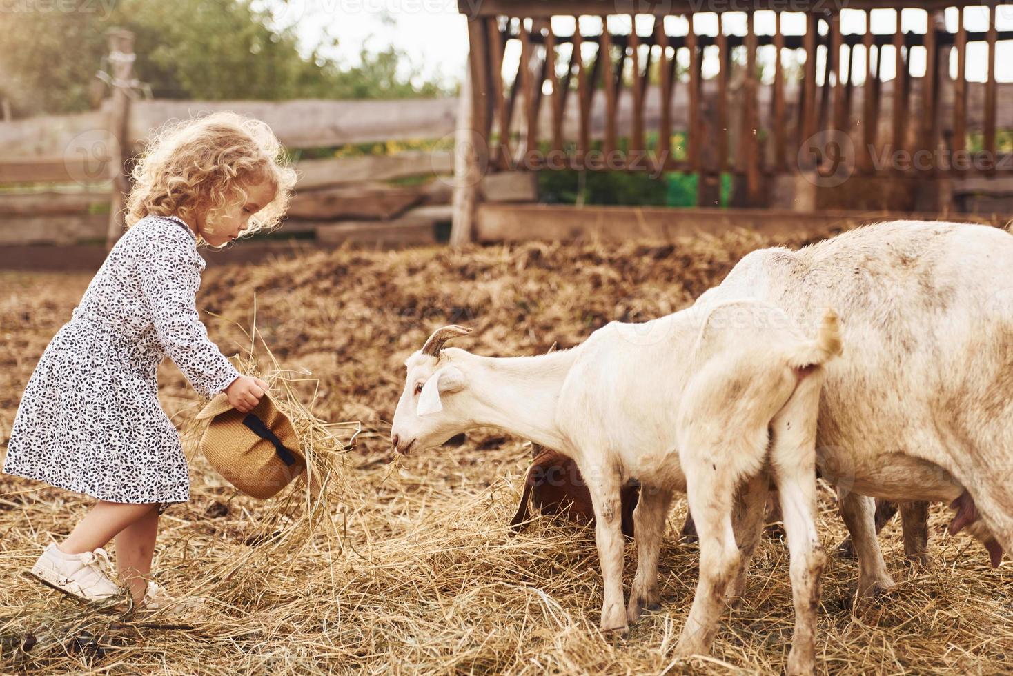 met geiten. weinig meisje in blauw kleren is Aan de boerderij Bij zomertijd buitenshuis foto