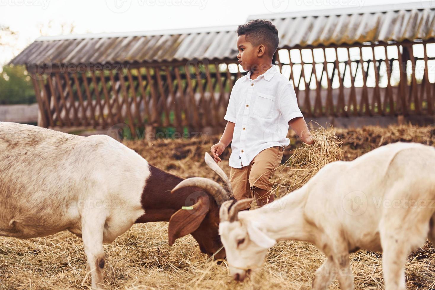 schattig weinig Afrikaanse Amerikaans jongen is Aan de boerderij Bij zomertijd met geiten foto