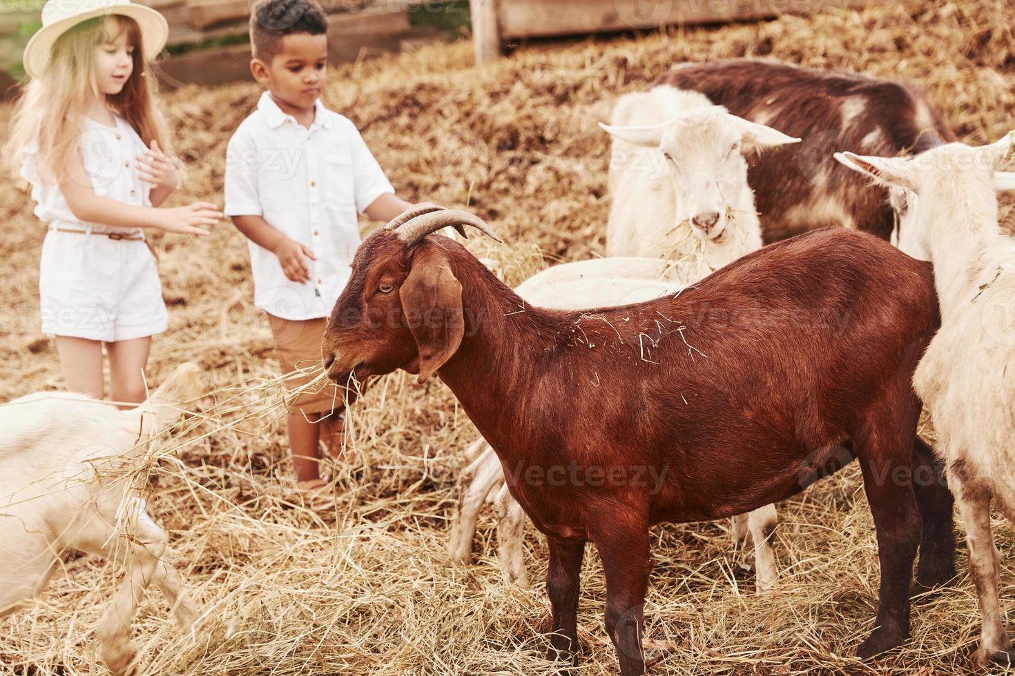 schattig weinig Afrikaanse Amerikaans jongen met Europese meisje is Aan de boerderij met geiten foto