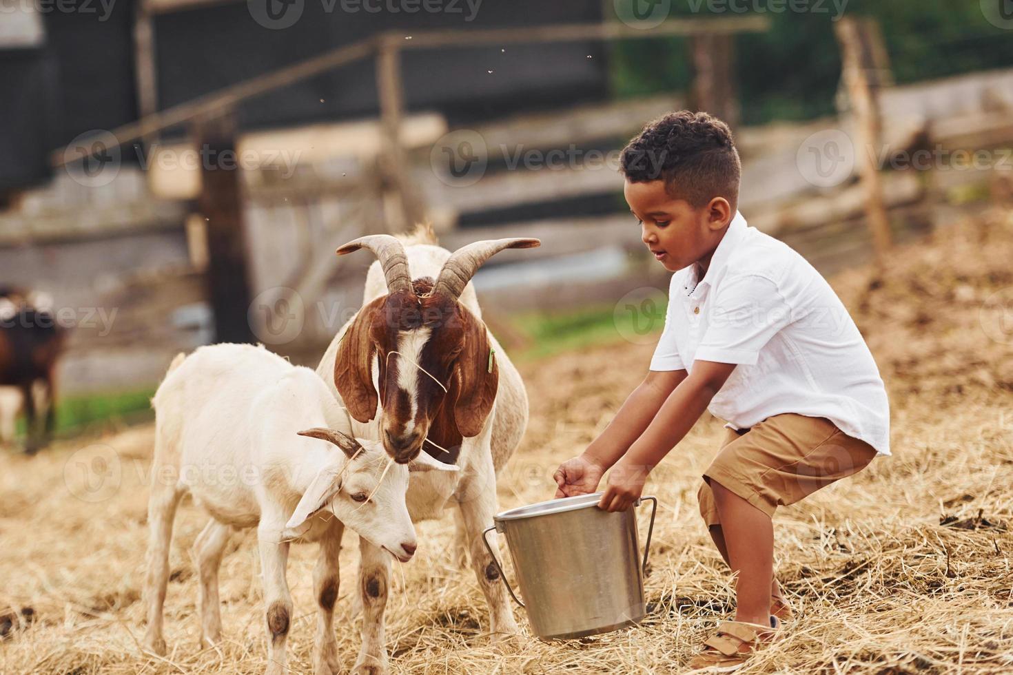 warm het weer. schattig weinig Afrikaanse Amerikaans jongen is Aan de boerderij Bij zomertijd met geiten foto