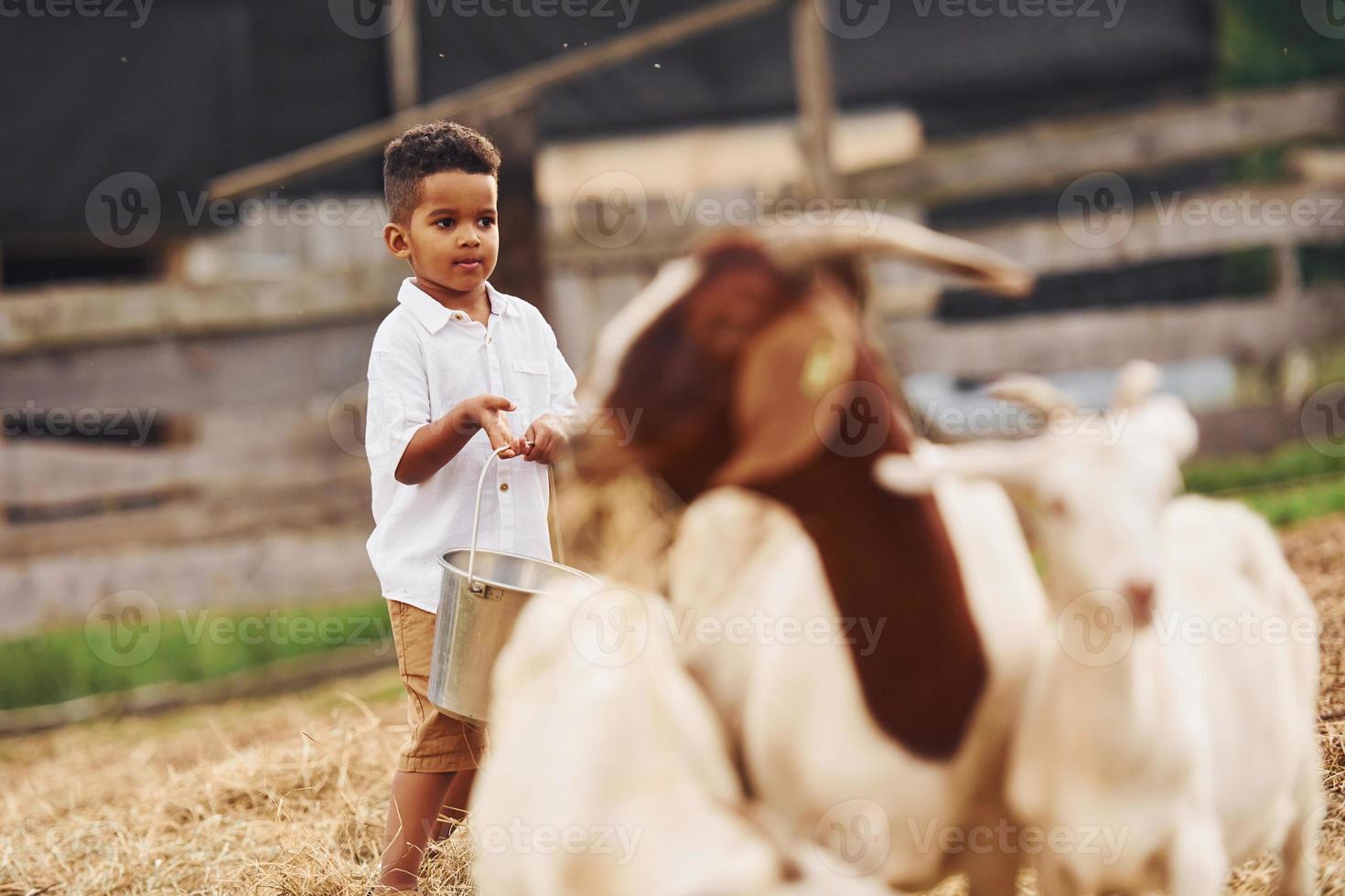 warm het weer. schattig weinig Afrikaanse Amerikaans jongen is Aan de boerderij Bij zomertijd met geiten foto