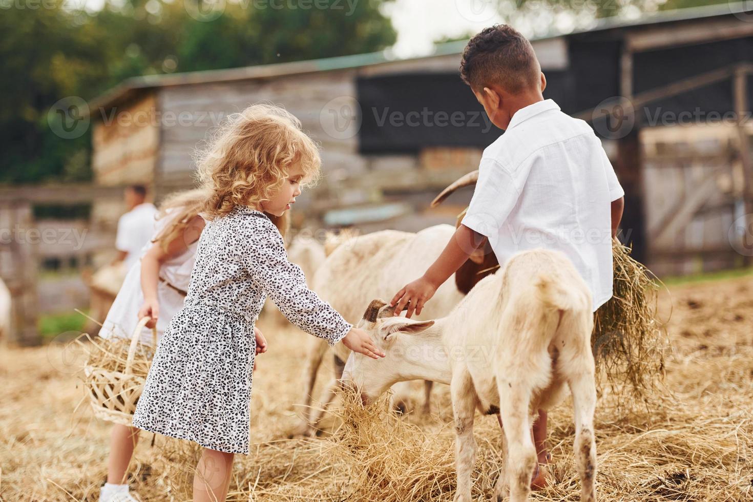 schattig weinig Afrikaanse Amerikaans jongen met Europese meisjes is Aan de boerderij met geiten foto