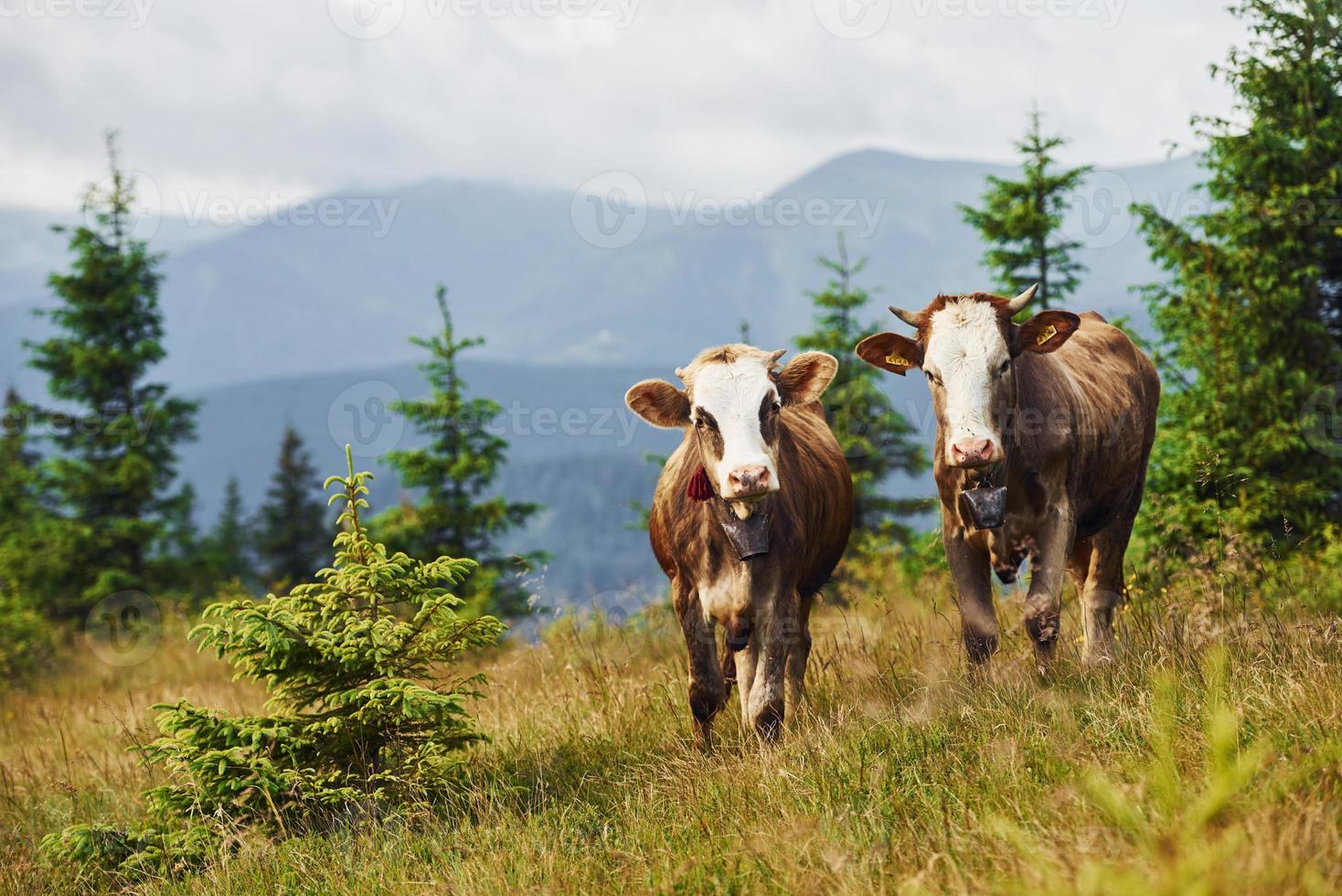 koeien buitenshuis Bij karfatisch bergen. opvatting van op reis en landbouw foto