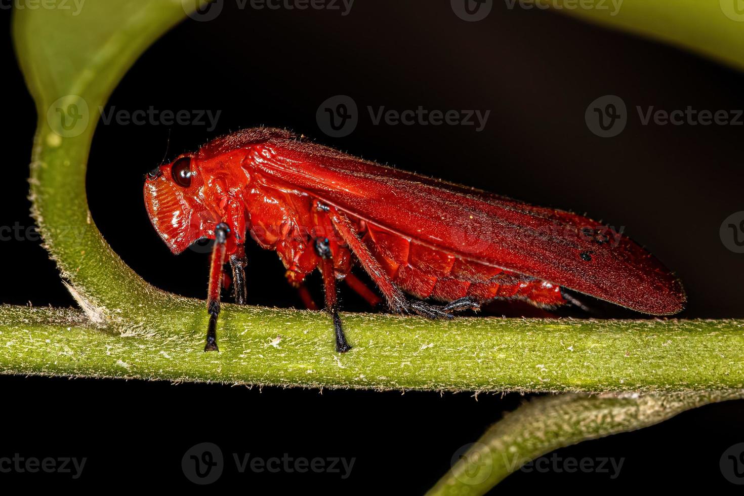 volwassen rood froghopper-insect foto