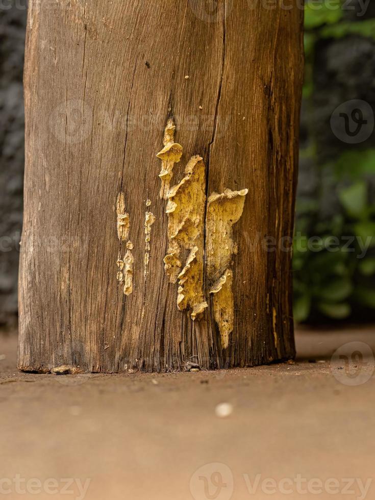 klein plank schimmels foto