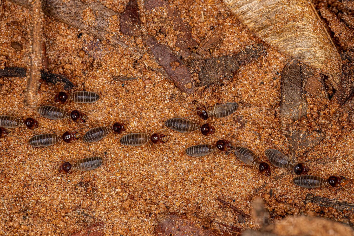 volwassen hoger termieten foto