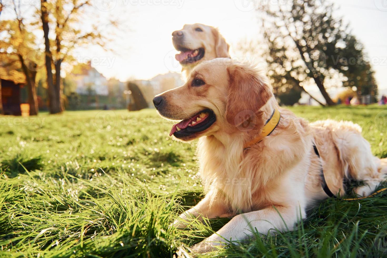 zittend Aan de gras. twee mooi gouden retriever honden hebben een wandelen buitenshuis in de park samen foto