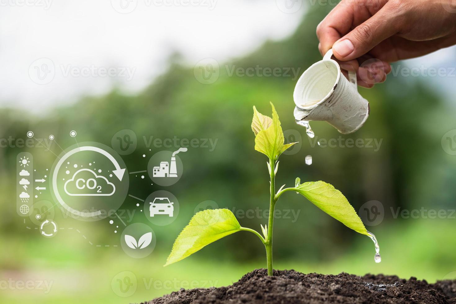 handen gieter de planten. boom onderhoud, Woud behoud concept technologie van hernieuwbaar middelen naar verminderen vervuiling. milieu dag. verminderen globaal opwarming. foto