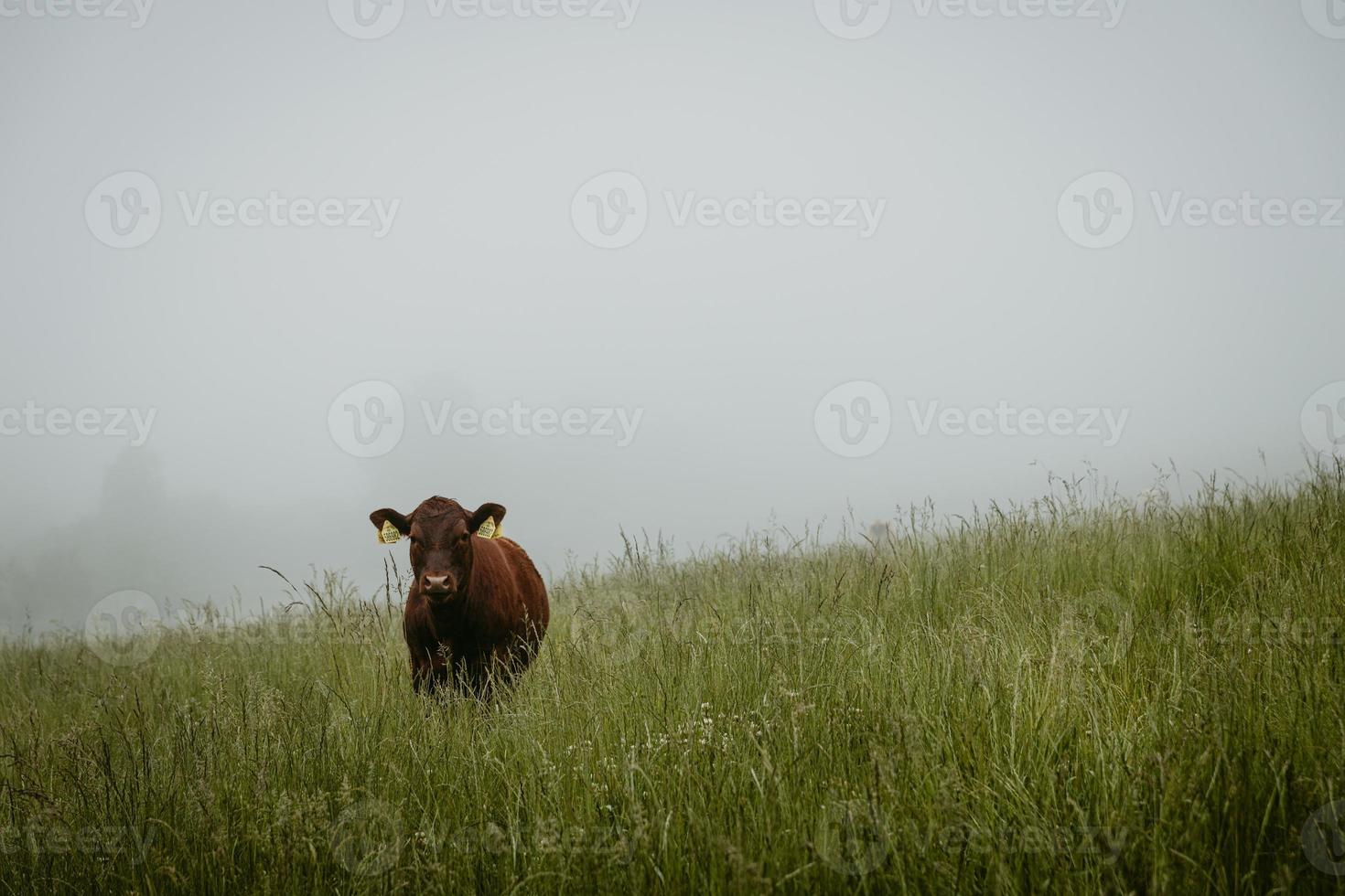 eenzaam bruin kalf staand Aan weelderig weiland staren naar de camera gedurende mistig zomer ochtend- foto