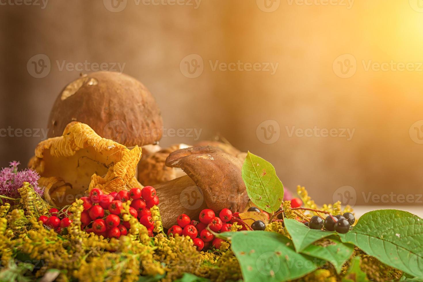 herfst nog steeds leven van champignons foto