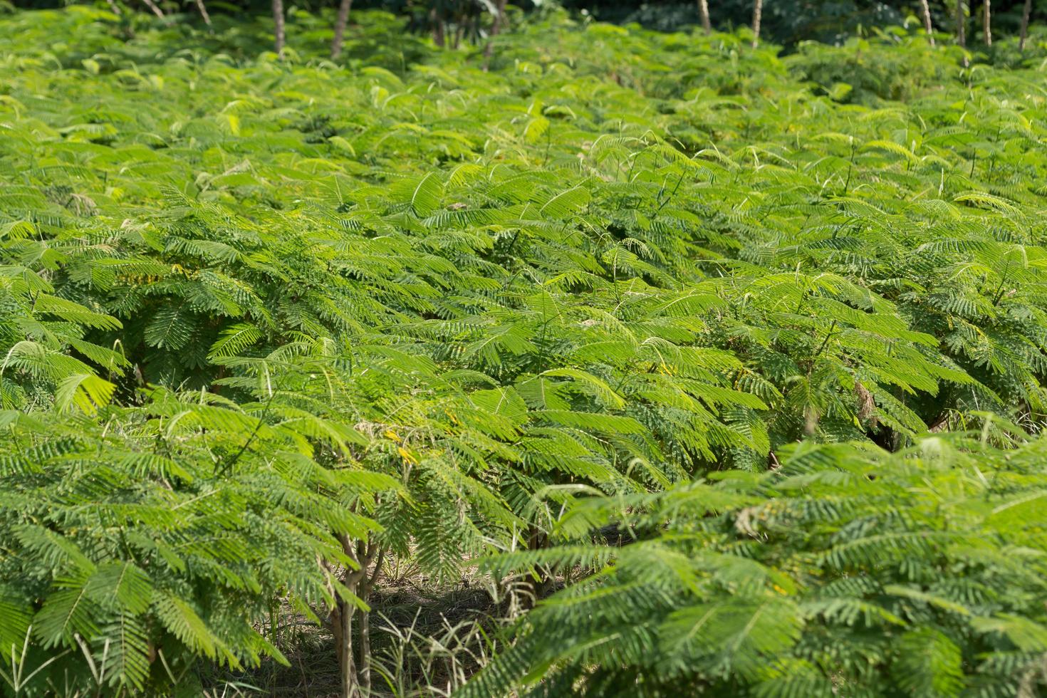 klimmen acacia boerderij foto