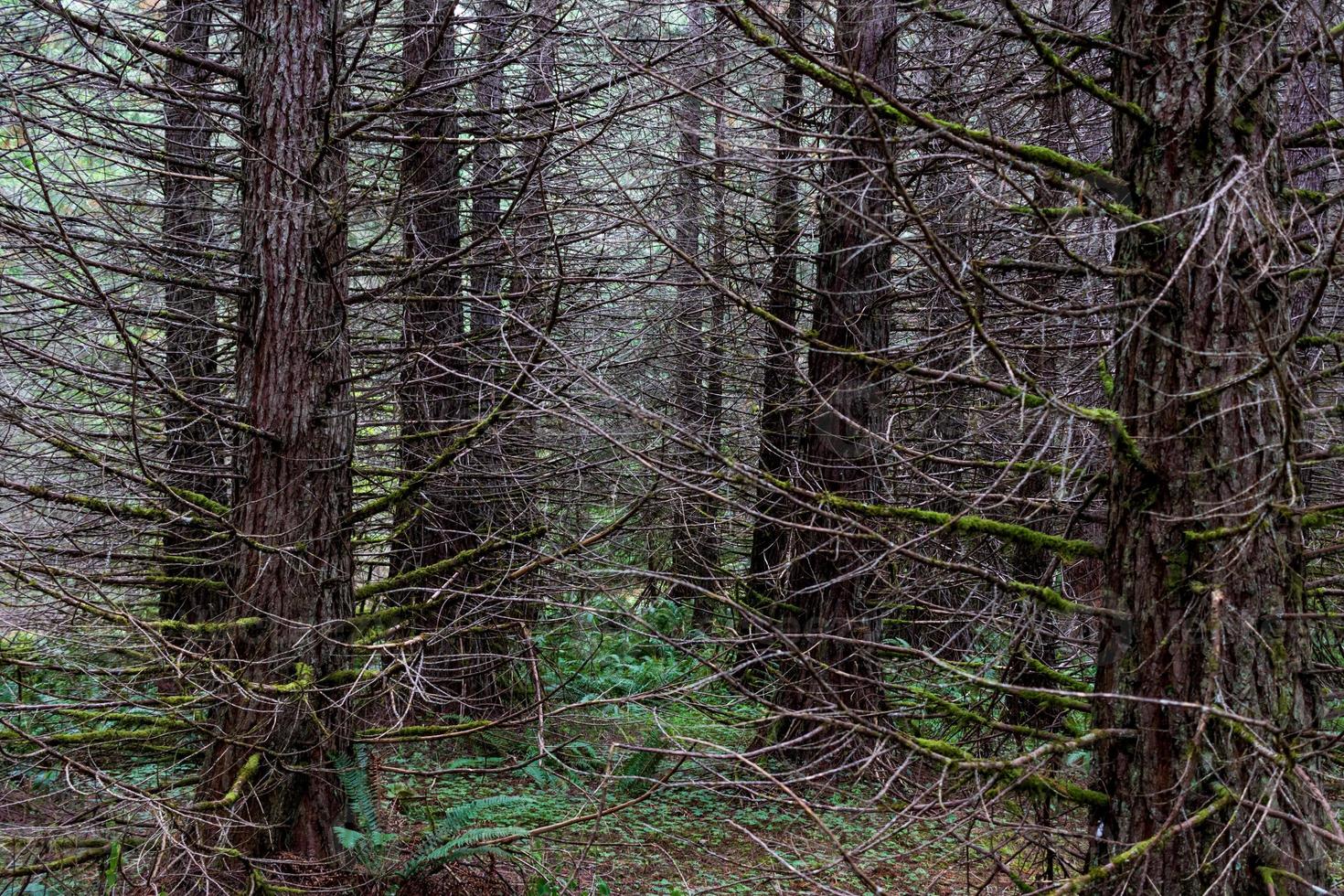 herfst bos- Woud met licht tonen 4 foto