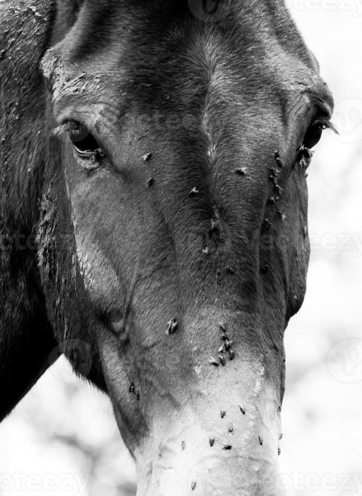 paard gezicht gedekt in vliegt foto