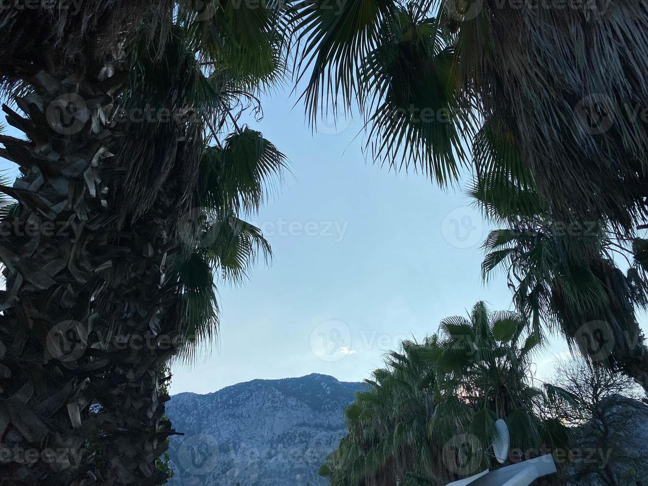 palm bladeren Aan een achtergrond van bergen foto