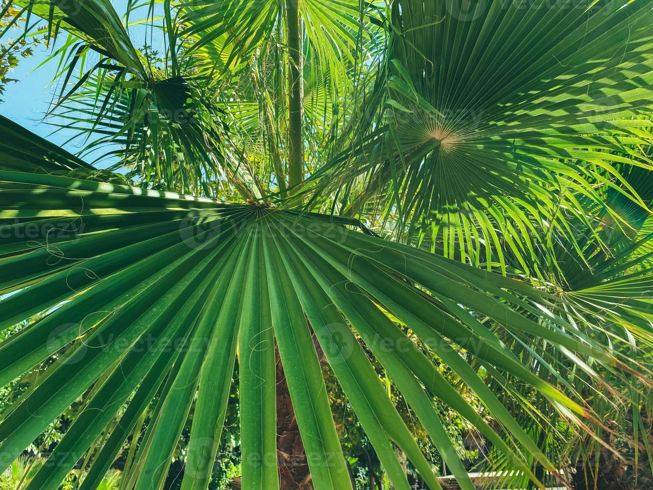 exotisch groen planten in een heet land. palm bomen met lang, groen bladeren. textuur, natuurlijk achtergrond met palm Afdeling foto