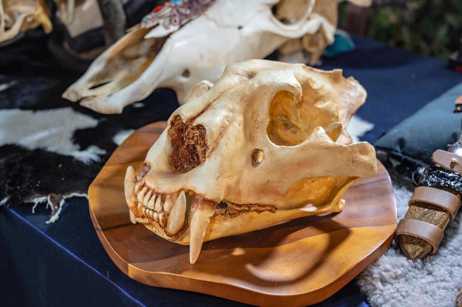 dier schedel in souvenir winkel Bij Thailand foto