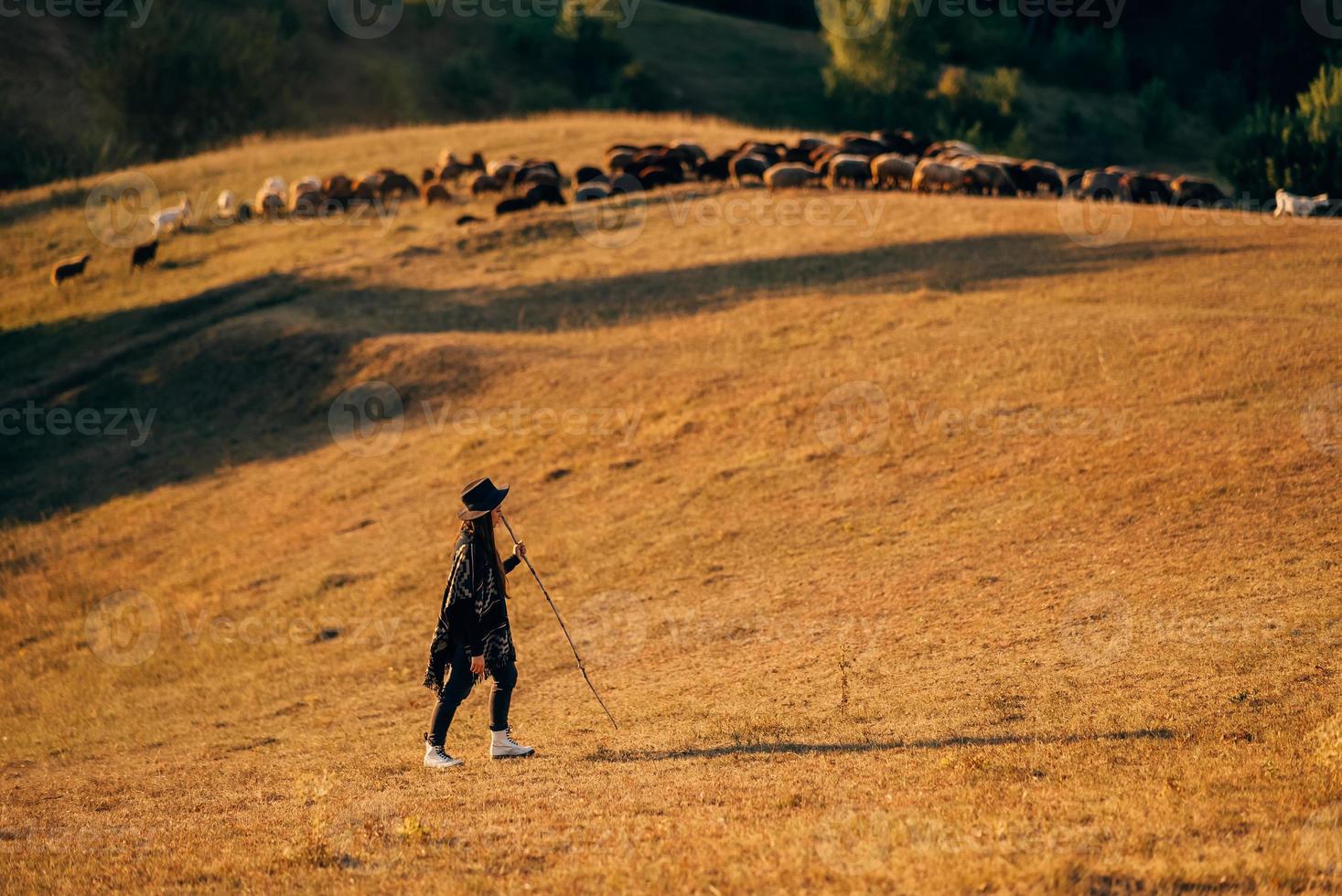 vrouw herder en kudde van schapen Bij een gazon foto