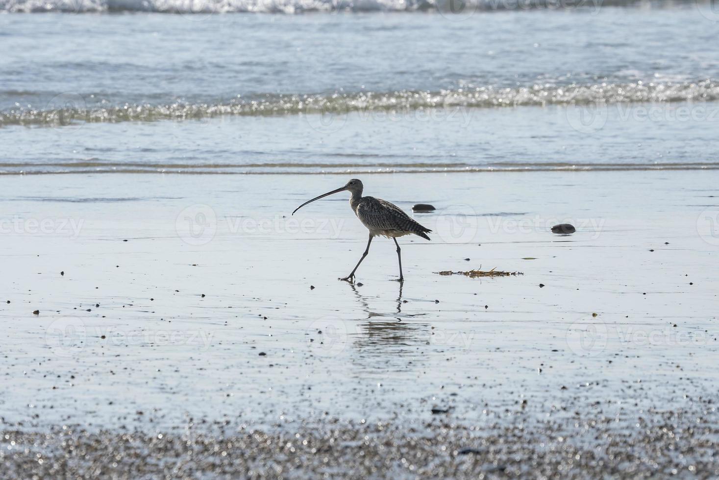 lang gefactureerd wulp staand Aan kust Bij strand gedurende zonsondergang foto